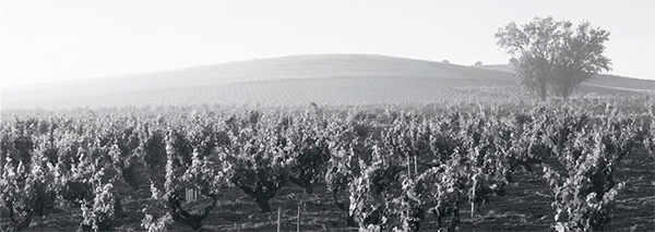 Bodega Dominio de Pingus